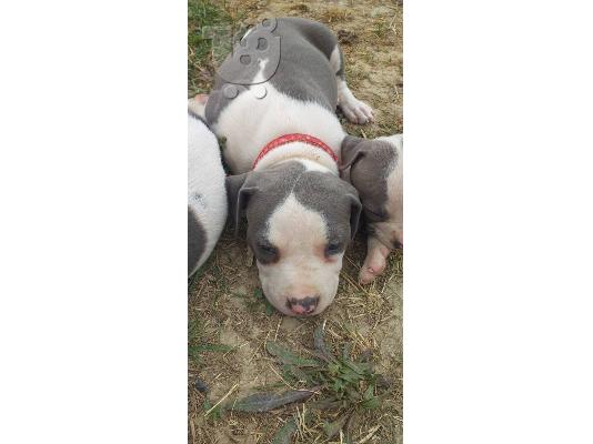 American Staffordshire Terrier BLUE LINE