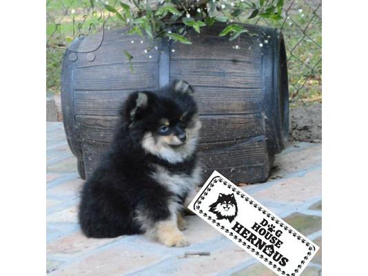 Κουτάβια Pomeranian Spitz