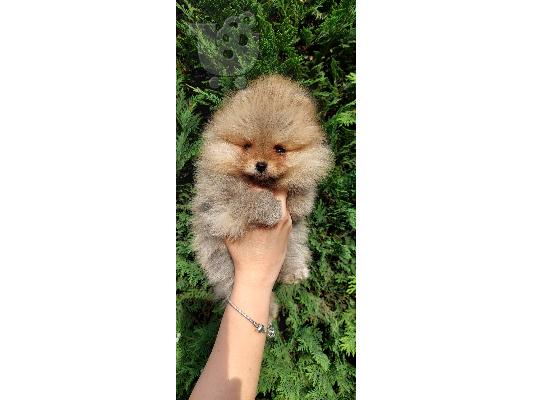 Pomeranian κουτάβια BOO καθαρόαιμα