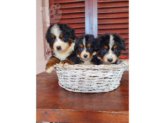 Όρος Bernese κουτάβια