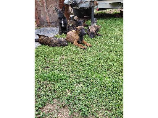 Dutch Shepherd κουτάβια προς πώληση