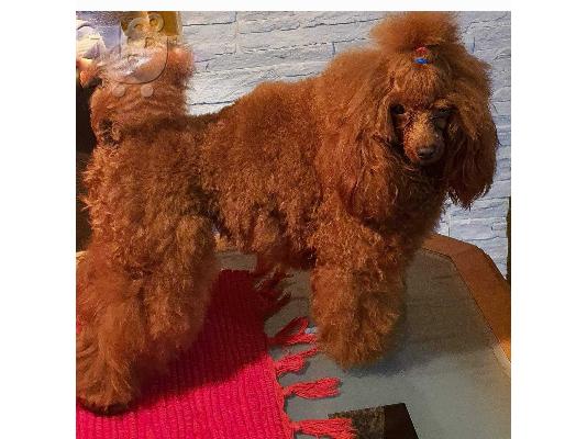 Κόκκινο Toy Poodle