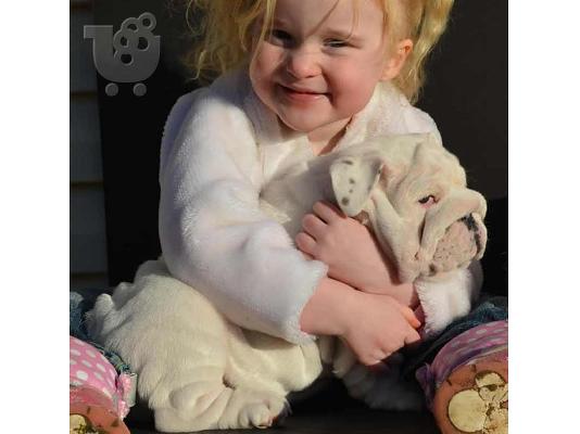 english bulldog for adoption