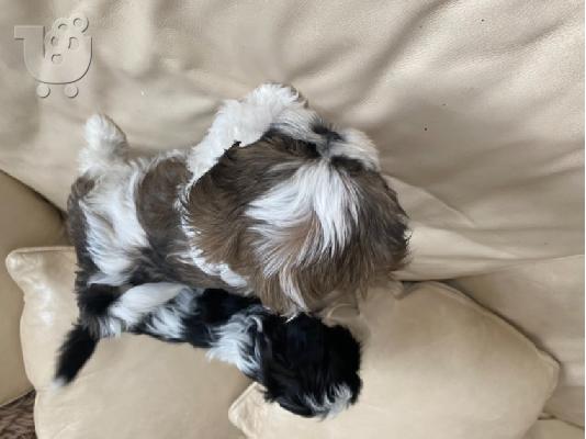 Πανέμορφο Shih Tzu προς πώληση.