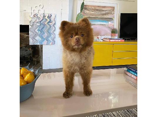 POMERANIAN