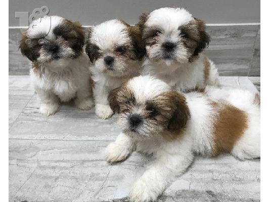 PoulaTo: Πωλείται κουτάβι Shih Tzu
