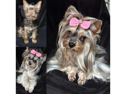 Γιορκσάιρ τεριέ (Yorkie) κουτάβια