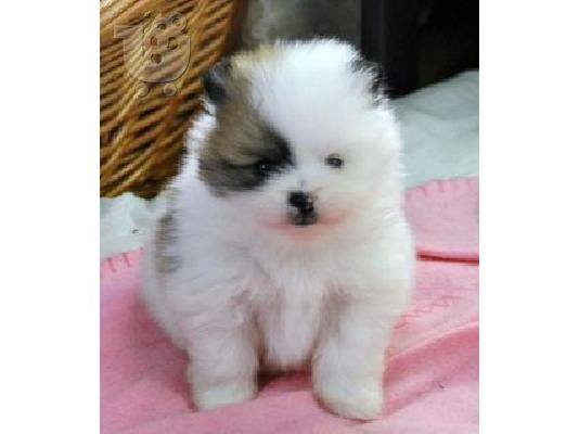 PoulaTo: Pomeranian κουτάβια