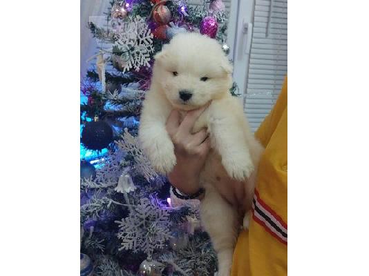 Samoyed κουτάβια
