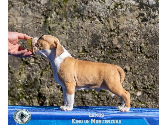 Αμερικανικό Stafford Terrier κουτάβια