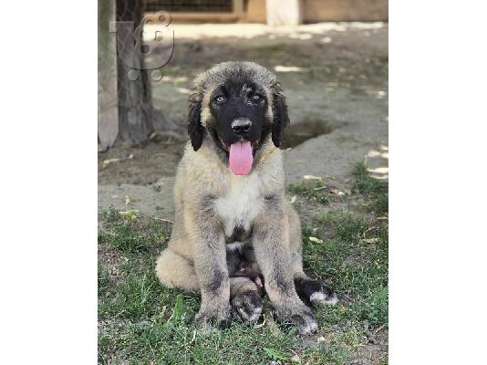 Κουτάβια Caucasian Shepherd κορυφαίας ποιότητας