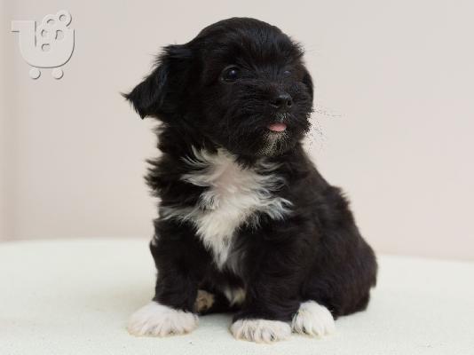 Κουτάβια Havanese bichon