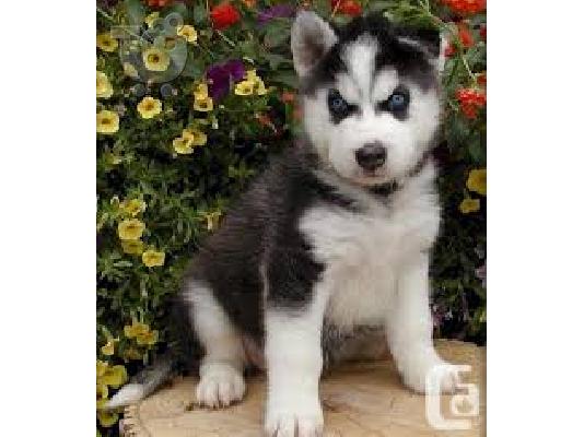 PoulaTo: Siberian Husky κουτάβια Μπλε μάτια έτοιμα