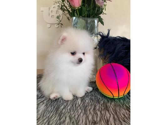 Διατίθενται όμορφα κουτάβια Pomsky.