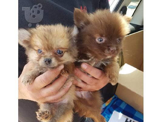 PoulaTo: Pomeranian mini