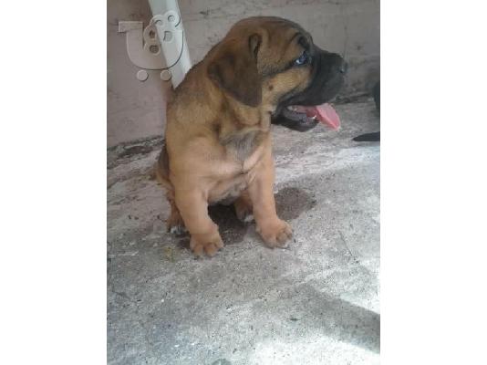 PoulaTo: Presa Canario