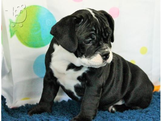 PoulaTo: Καταπληκτικό αρσενικό και θηλυκό ENGLISH Bulldog