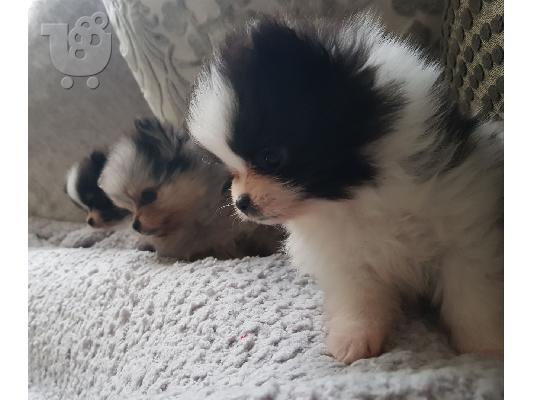 Αξιολάτρευτο Pomeranian Pups.