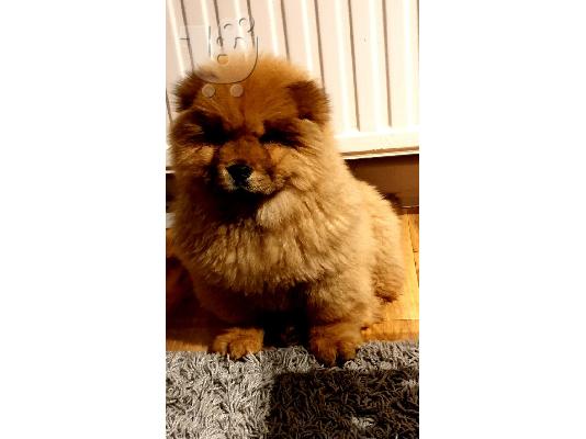 όμορφο κουτάβι chow chow
