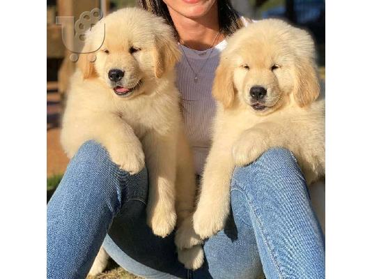 PoulaTo: Όμορφα υγιή κουτάβια GODERN RETRIEVER