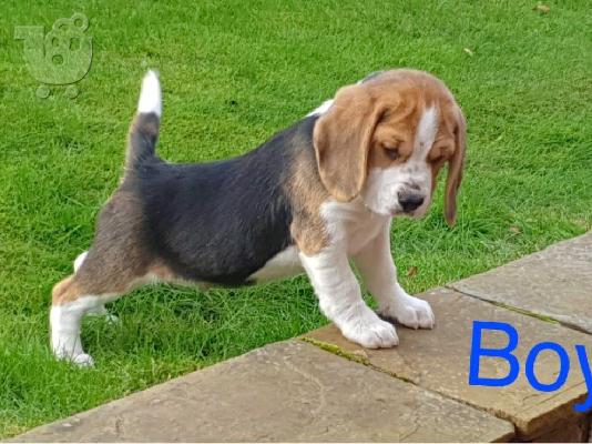 Beagle κουτάβια διαθέσιμα προς πώληση
