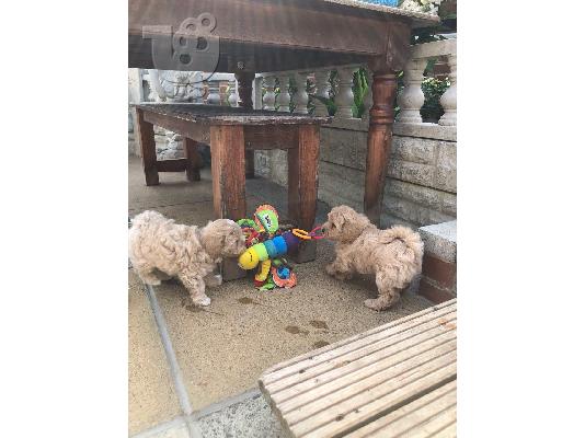 PoulaTo: Φοβερά κουτάβια maltipoo Διαθέσιμα - Γυναίκα και αρσενικό
