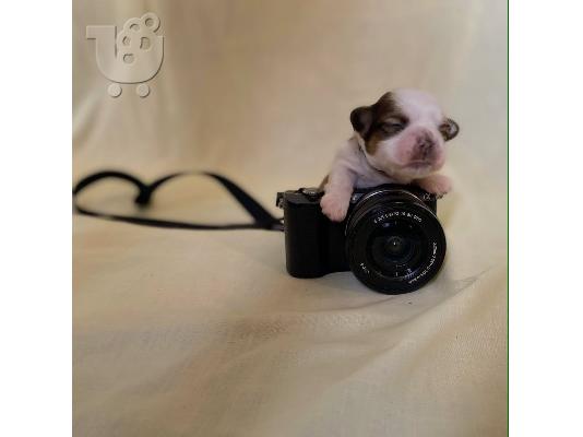 Όμορφα κουτάβια Shih Tzu X Malshi προς πώληση