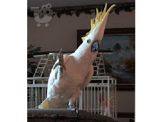 PoulaTo: cockatoo μιλάμε παπαγάλος για € 200