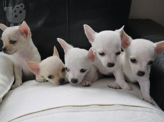 PoulaTo: μίνι τσιουάουα - chihuahua mini