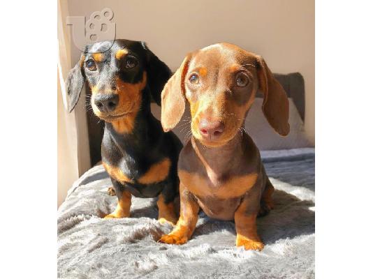 PoulaTo: Dachshund κουτάβια προς πώληση