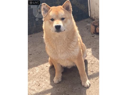 Shiba inu κουτάβια