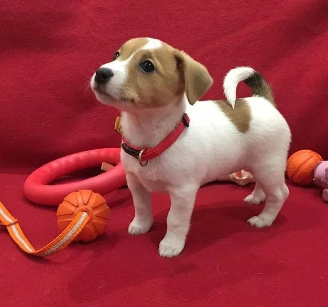 PoulaTo: Jack russell