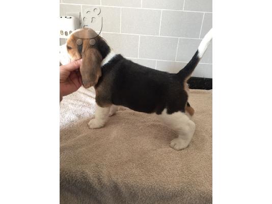 PoulaTo: Beagle κουτάβια προς πώληση.