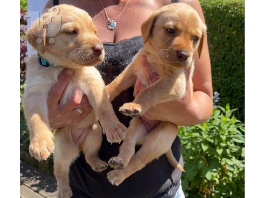 PoulaTo: Χαριτωμένα κουτάβια Labrador Retriever για το σπίτι σας