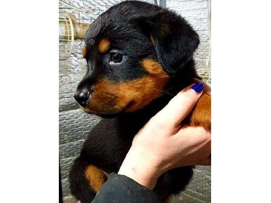 Όμορφα κουτάβια ROTTWEILER ΕΙΝΑΙ ΓΙΑ REHOME
