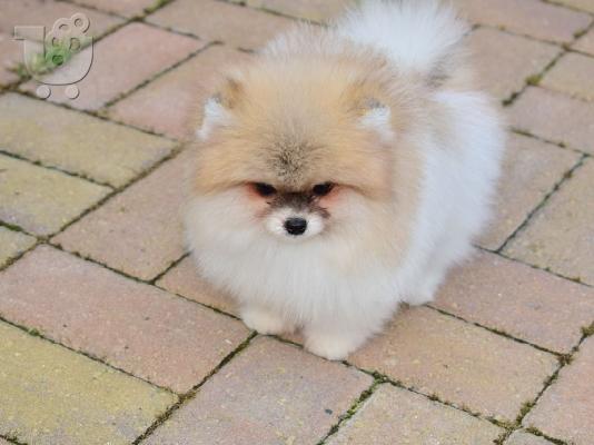 PoulaTo: όμορφα Pomeranian Puppies προς πώληση
