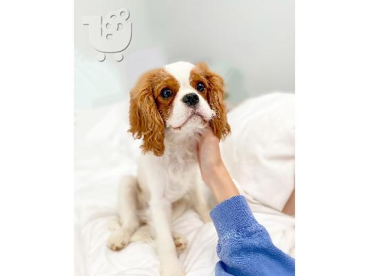 PoulaTo: Φοβερός Cavalier King Charles
