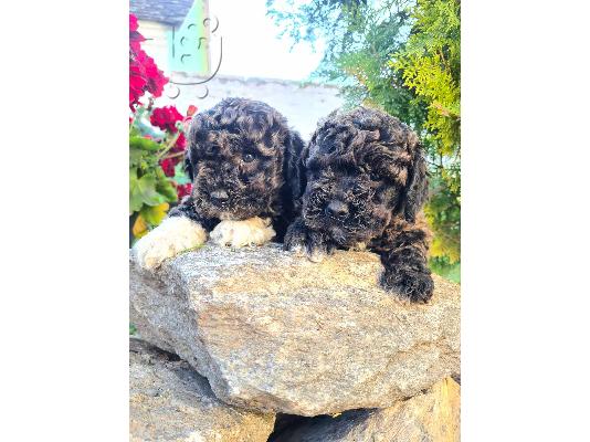PoulaTo: Lagotto Romagnolo κουτάβια