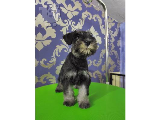 PoulaTo: Μινιατούρα Schnauzer