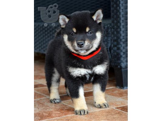 Shiba Inu κουτάβια