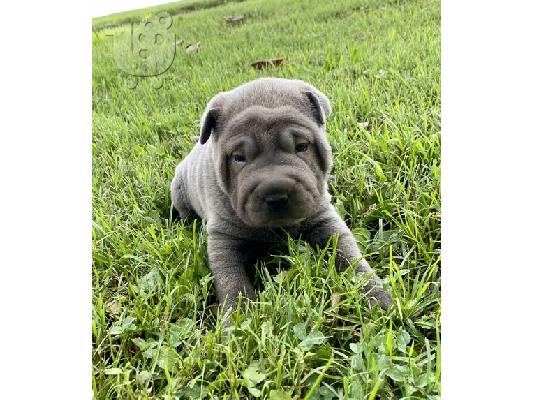 PoulaTo: Sha pei pups