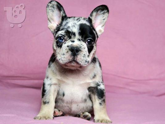 PoulaTo: French bulldog merle