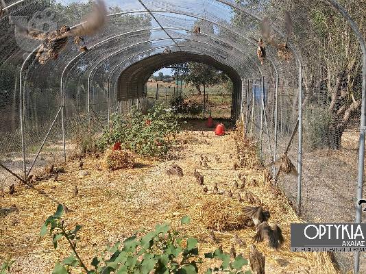 PoulaTo: Ορτύκια ιταλικά και αβγά για εκκόλαψη