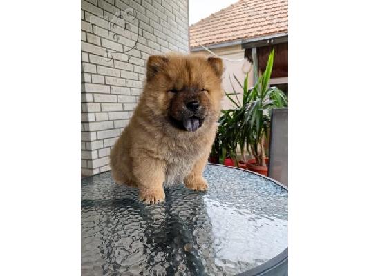 PoulaTo: Chow chow αρσενικά