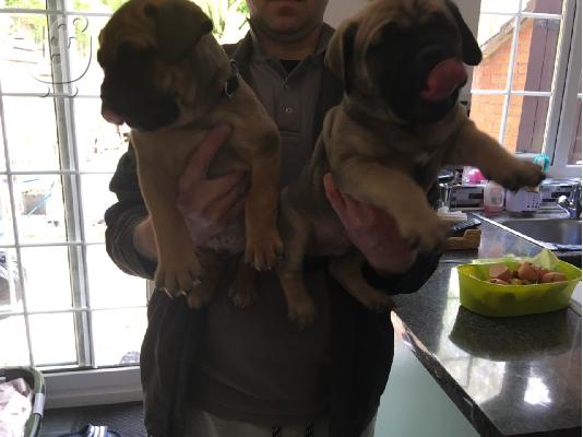 PoulaTo: Chubby Bullmastiff κουτάβια