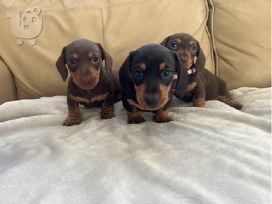PoulaTo: Κουτάβια Dachshund με μακριά μαλλιά
