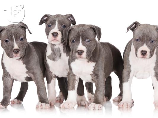PoulaTo: Pit bull blue - Πιτ μπουλ μπλε