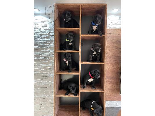 Cane Corso κουτάβια