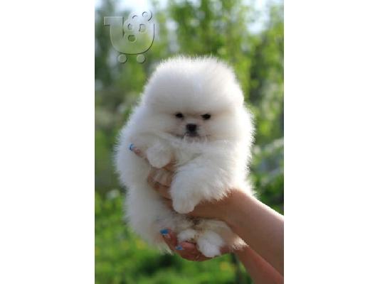 Ένα αξιολάτρευτο κουτάβι Pomeranian είναι διαθέσιμο.