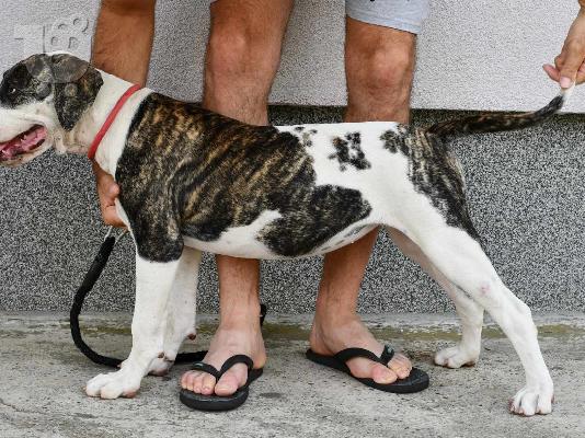 Αμερικανικό μπουλντόγκ κουτάβια